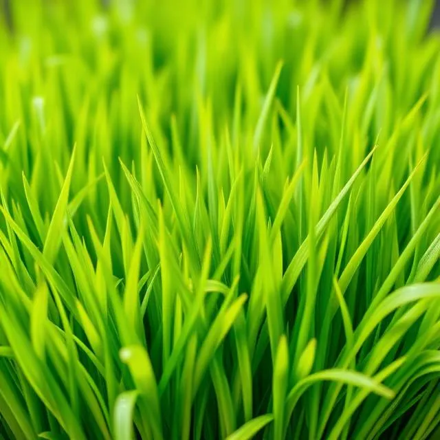 Wheatgrass
